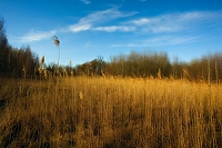 wind