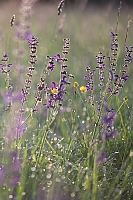 IMG 7439