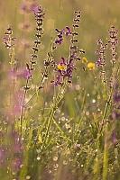 IMG 7440