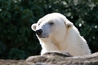 Eisb�r Portrait