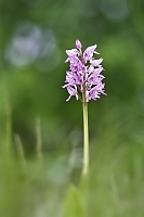 Orchis beyrichii