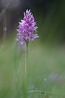 Orchis militaris