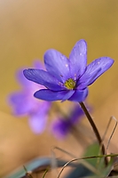 Anemone hepatica
