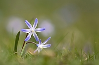 Blaustern