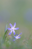 Blaustern