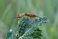 Beerenwanzen Paarung