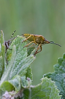 Dolycoris baccarum