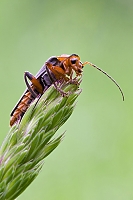 Gemeiner Weichk�fer