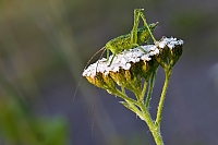 Gruenes Heupferd