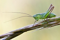 Heupferd