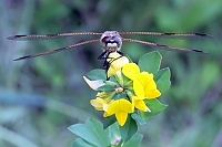Vierfleck Libellula quadrimaculata