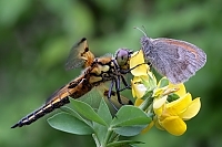 IMG_6574.jpg