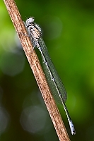 Libelle