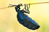 Schwarzblauer Oelkaefer