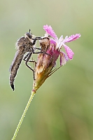 Raubfliege