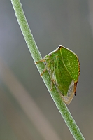 Bueffelzikade