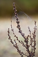 Spinnennetz