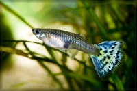 Guppy Weibchen