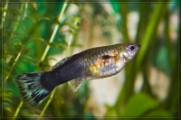 Guppy Weibchen
