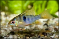 S�damerikanischer Schmetterlingsbuntbarsch