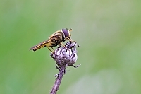 Schwebfliege profil