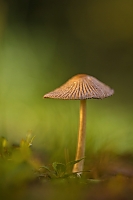 Pilz
