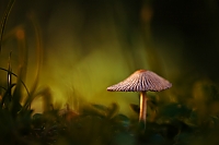 Pilz im Morgenlicht