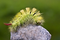Buchen-Streckfu�