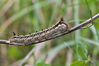 Grasglucke