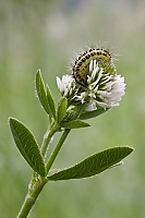 Sechsfleck Widderchen