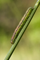 Spitzfluegel Kaetzcheneule
