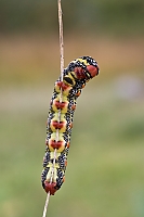 Hyles euphorbiae